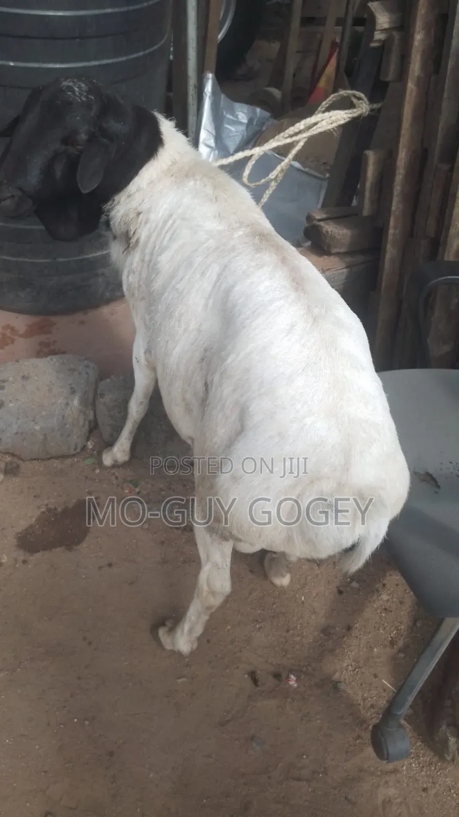 Ram Good for Breeding