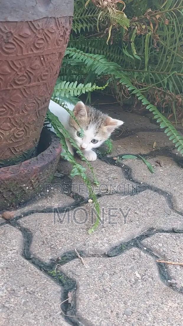 1-3 months Male Purebred British Shorthair