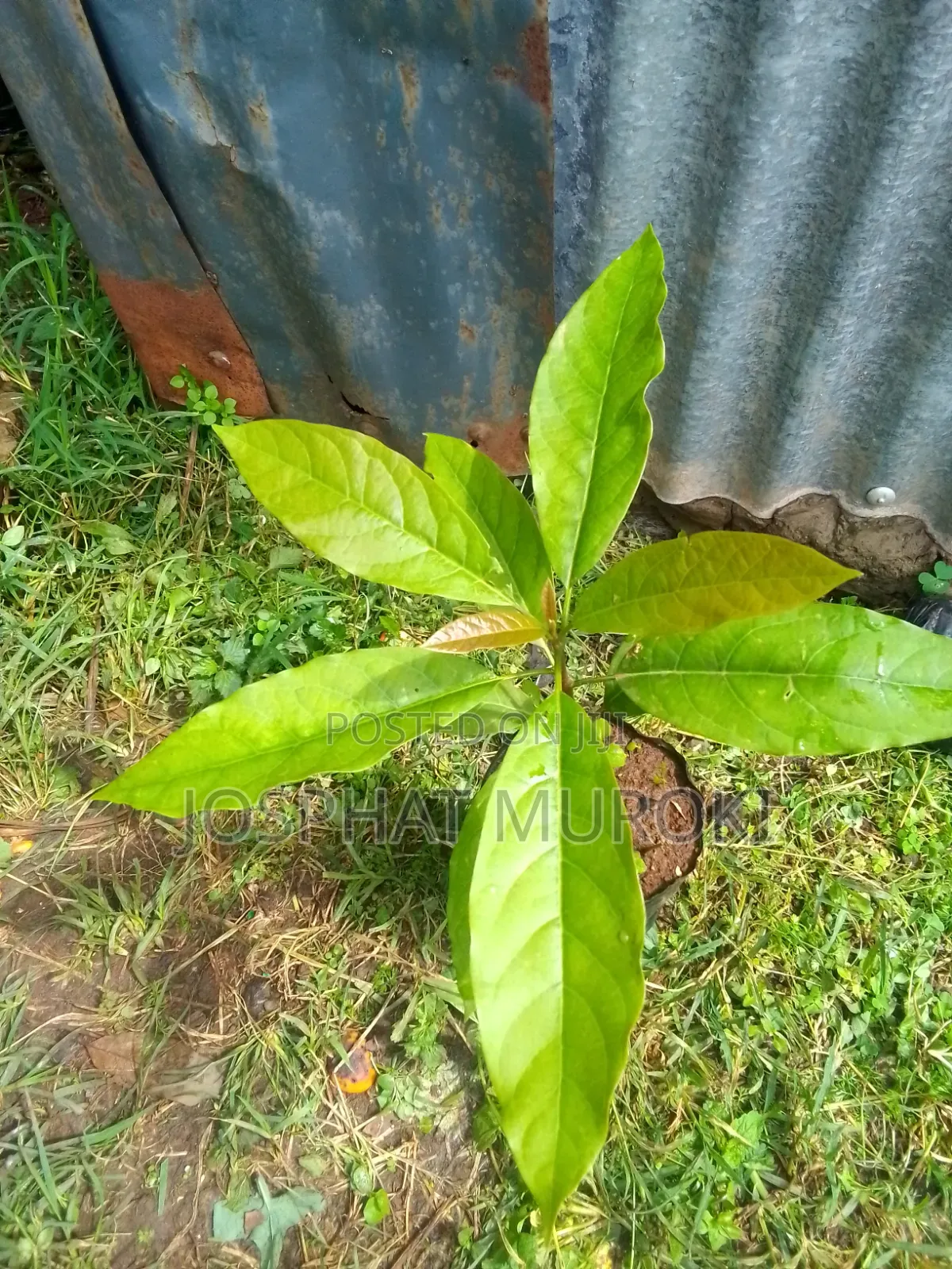 Ovacados Seedlings
