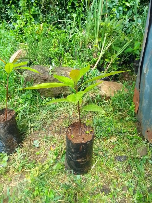 Ovacados Seedlings - thumbnail 2