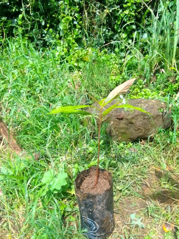 Ovacados Seedlings - thumbnail 3