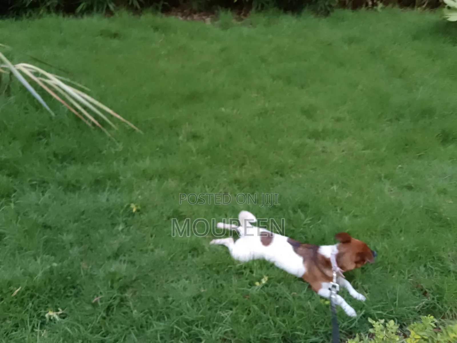 6-12 months Female Purebred Jack Russell Terrier
