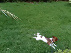 6-12 months Female Purebred Jack Russell Terrier