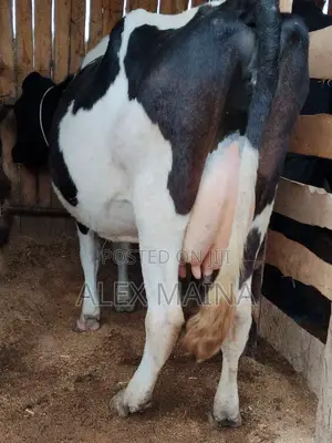 Selling Dairy Cows