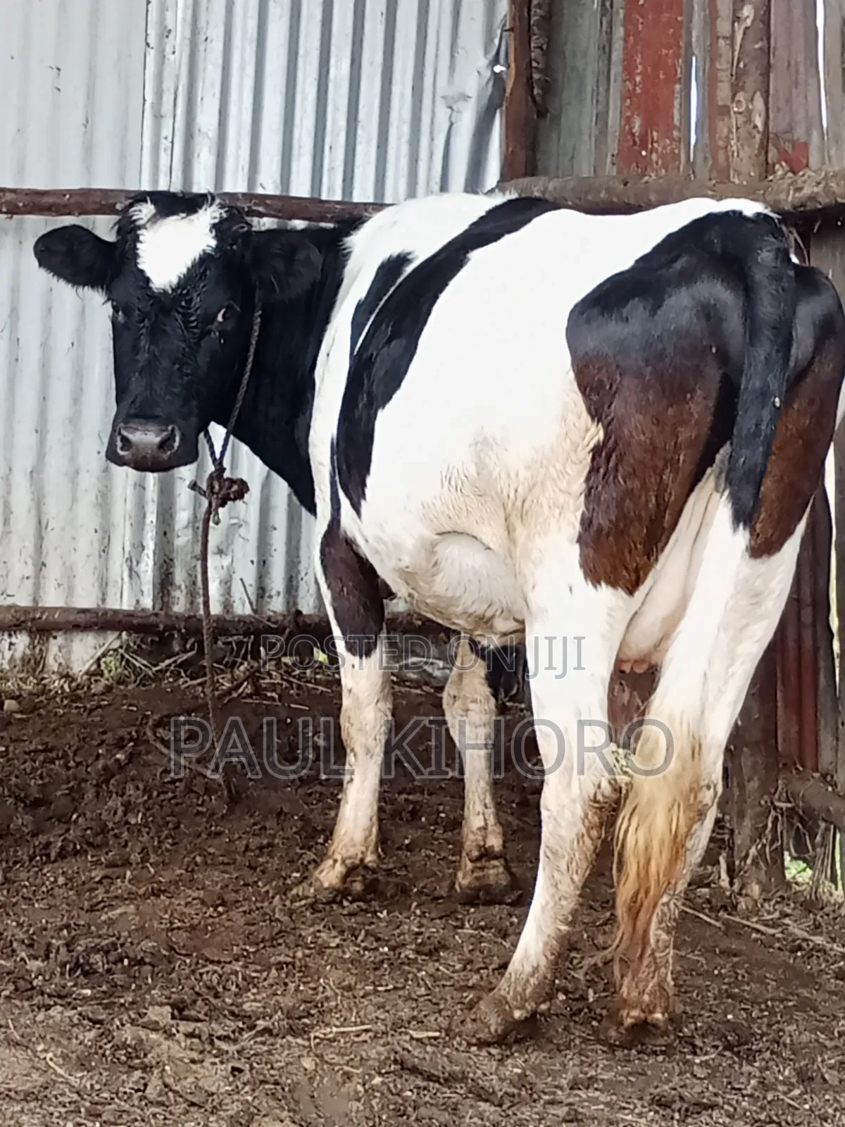 Selling Dairy Cows