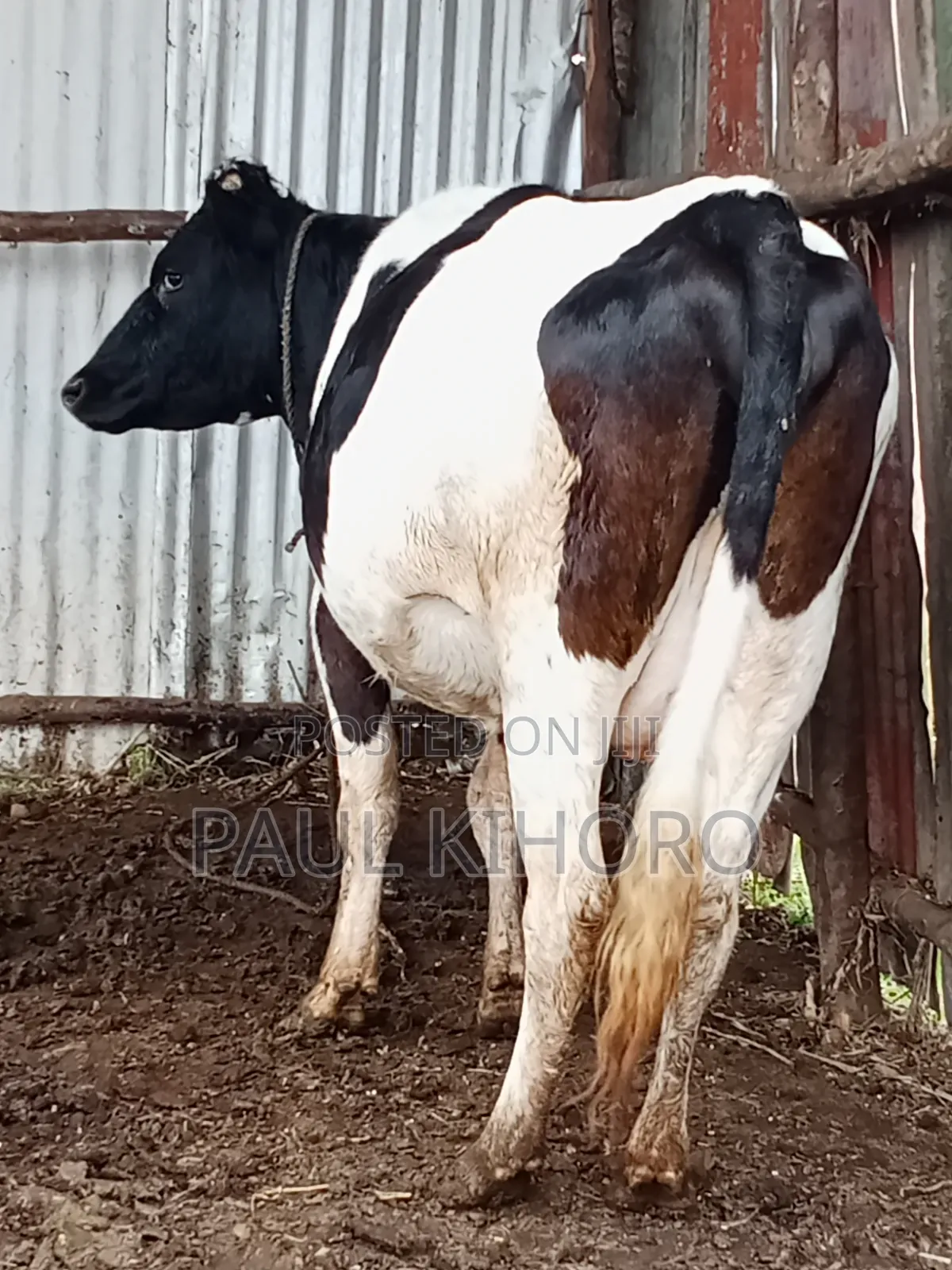 Selling Dairy Cows