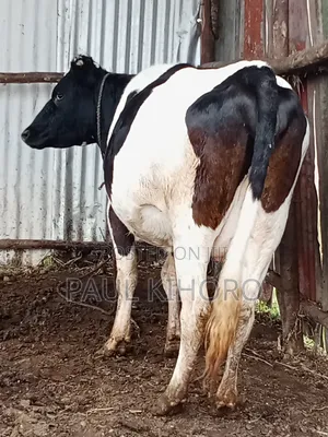 Selling Dairy Cows