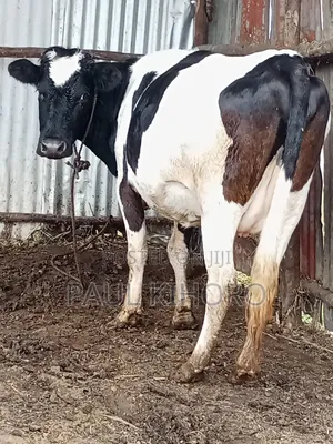 Selling Dairy Cows