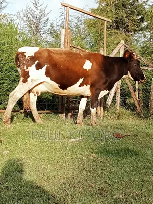 Selling Dairy Cows