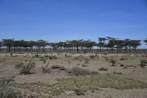 Nanyuki 1/8ac Prime Plots 1.4km From Rumuruti Rd(To Be Tarmacked)