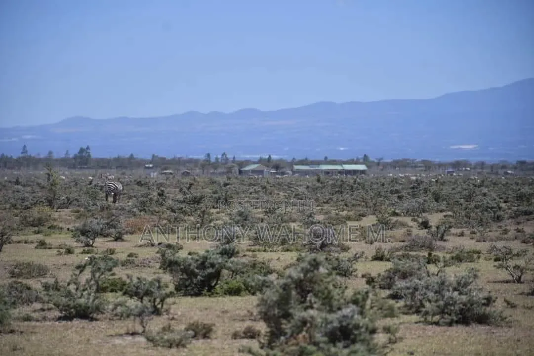 Nanyuki 1/8ac Prime Plots 1.4km From Rumuruti Rd(To Be Tarmacked)