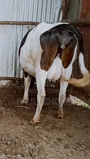Selling Dairy Cows