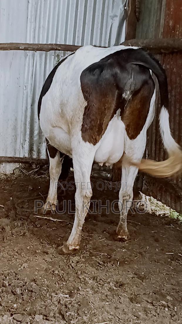 Selling Dairy Cows