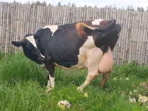 Freshian Miliker Cow