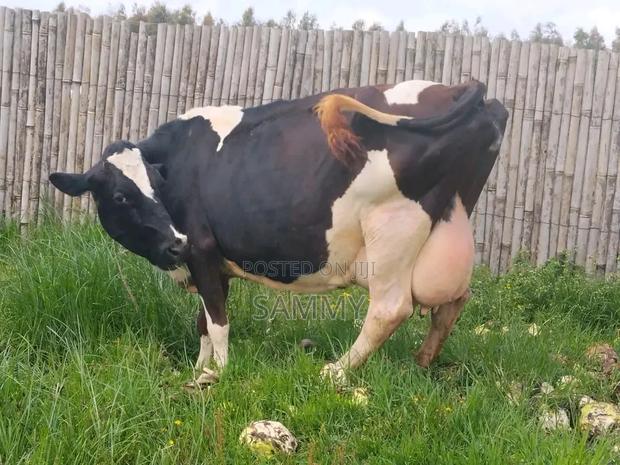 Dairy Cows