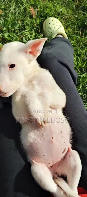 1-3 months Female Mixed Breed Dogo Argentino