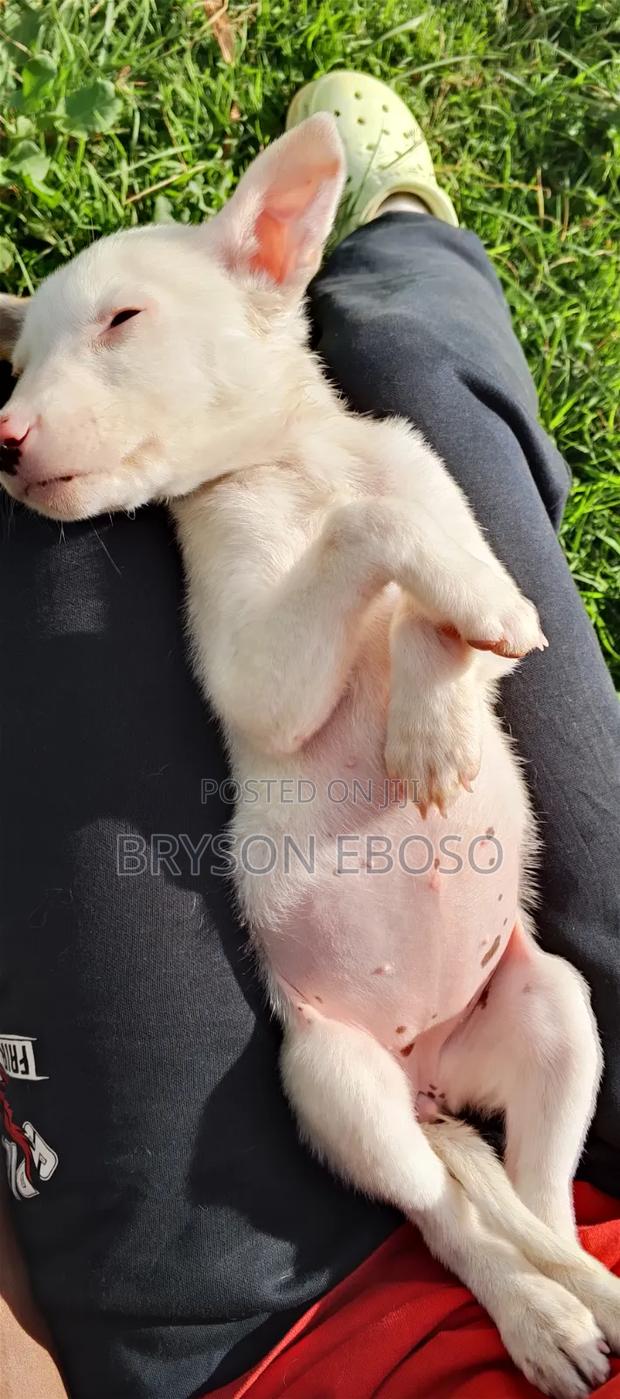1-3 months Female Mixed Breed Dogo Argentino - thumbnail 2