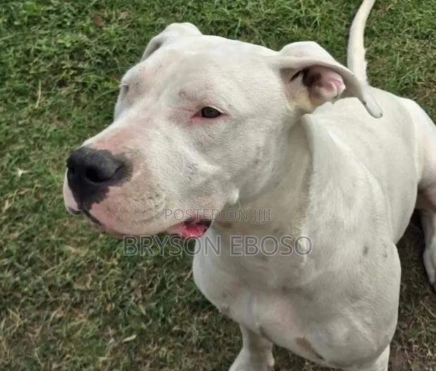 1-3 months Female Mixed Breed Dogo Argentino - thumbnail 3