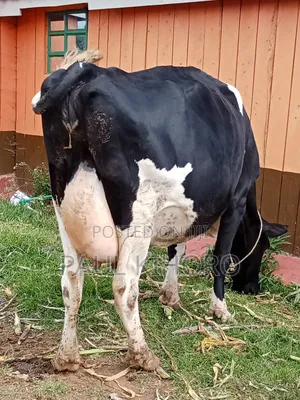 Selling Dairy Cows