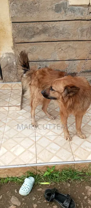 1+ year Male Mixed Breed Chow Chow