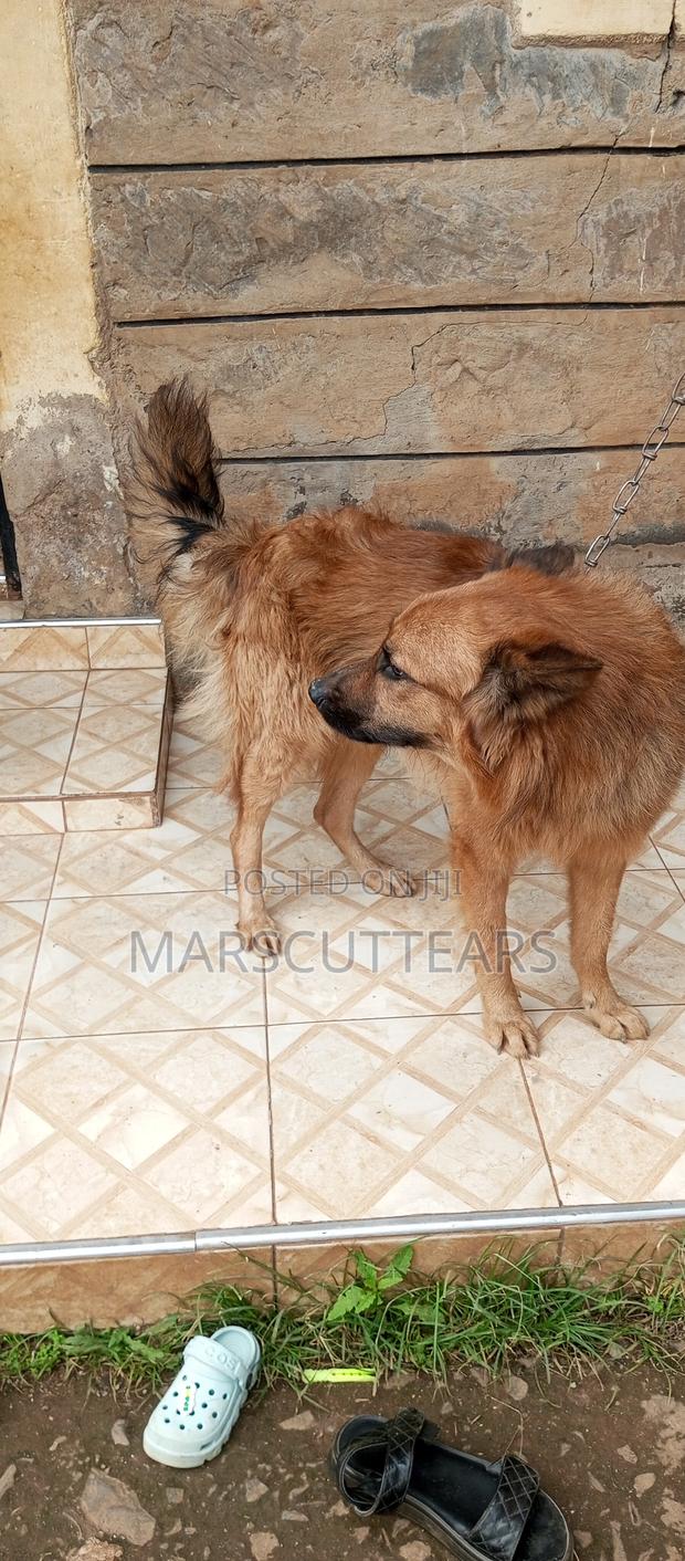 1+ year Male Mixed Breed Chow Chow - main view