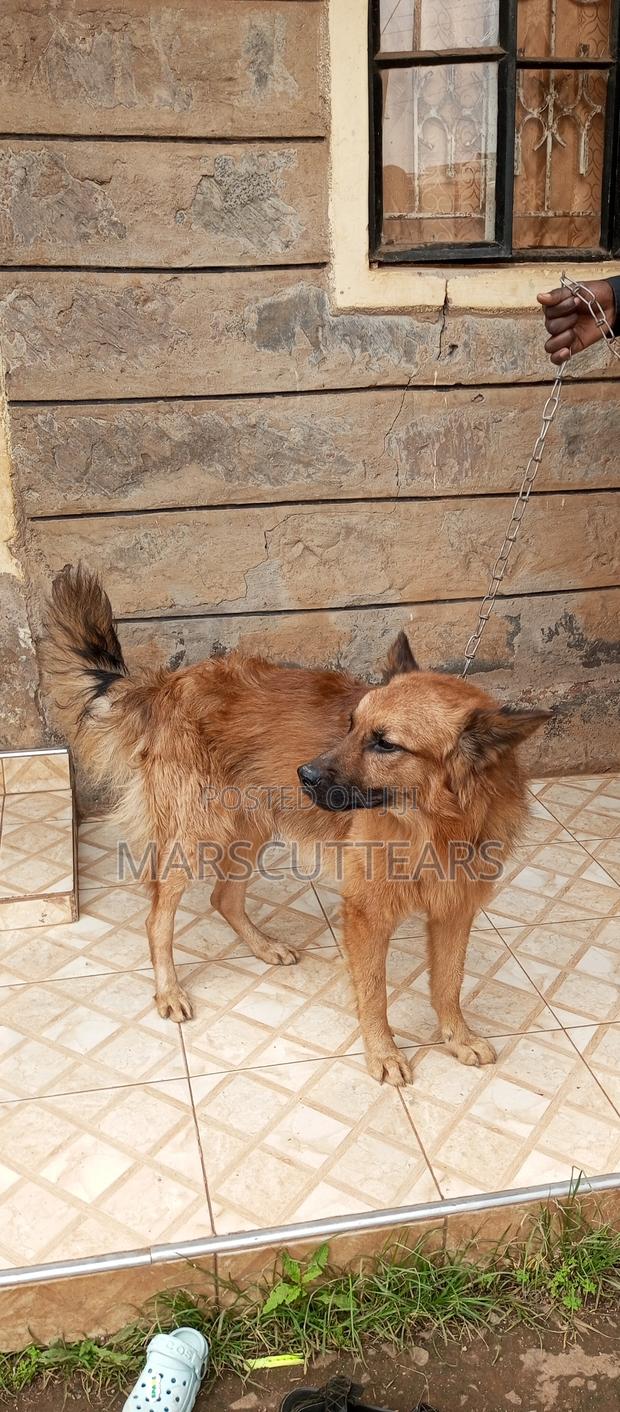 1+ year Male Mixed Breed Chow Chow - thumbnail 2
