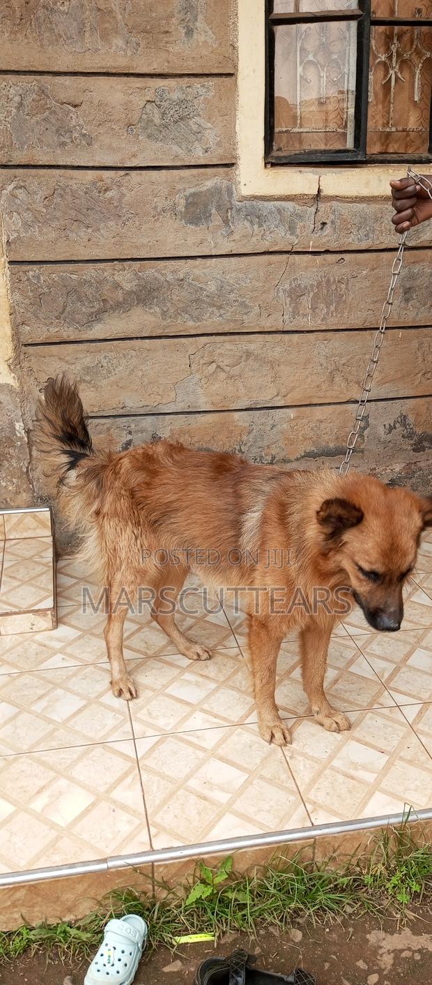 1+ year Male Mixed Breed Chow Chow - thumbnail 3