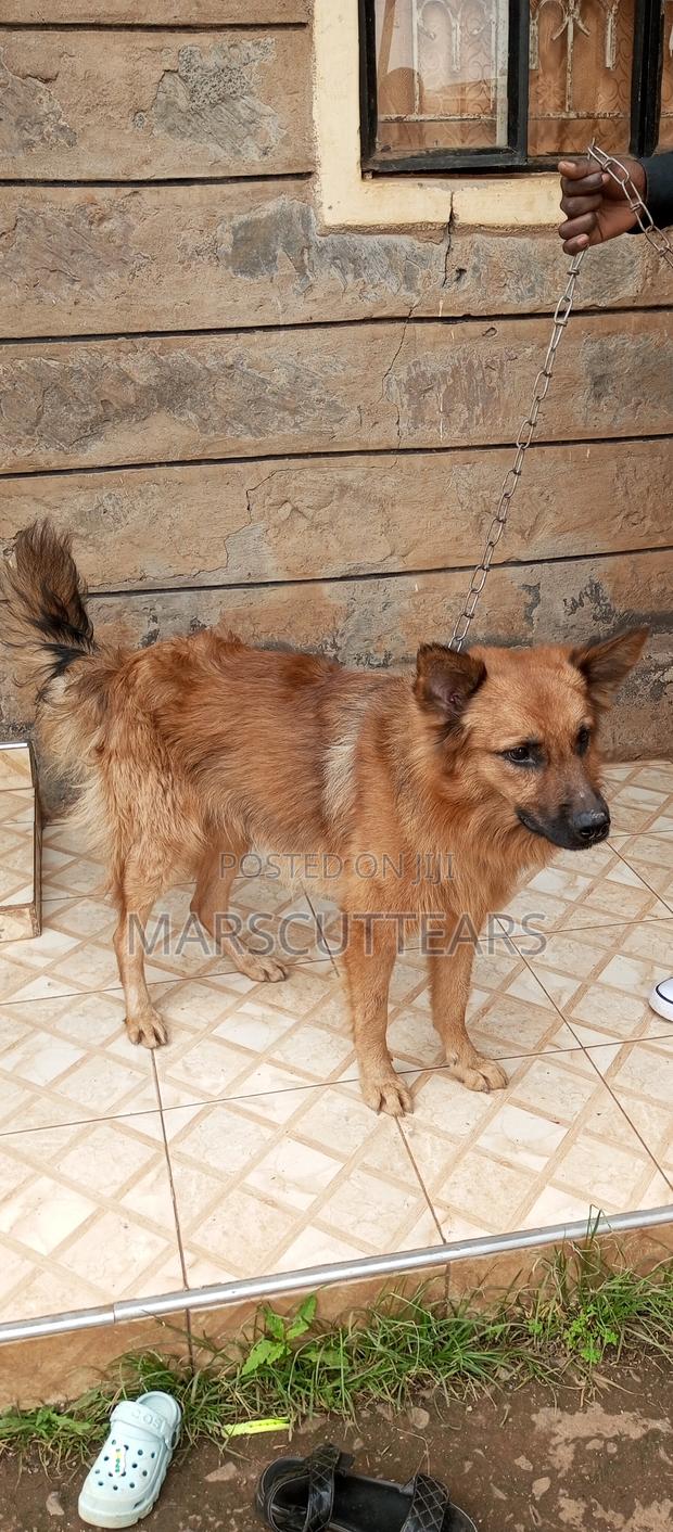 1+ year Male Mixed Breed Chow Chow - thumbnail 4