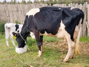 Freshian Miliker Best Breed