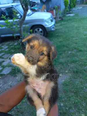0-1 month Male Mixed Breed German Shepherd