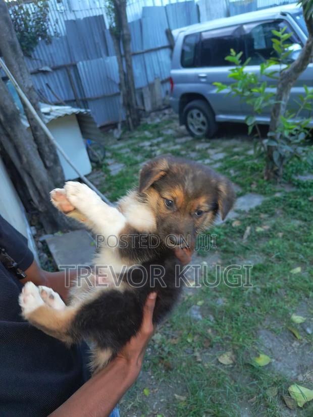 0-1 month Male Mixed Breed German Shepherd - thumbnail 2