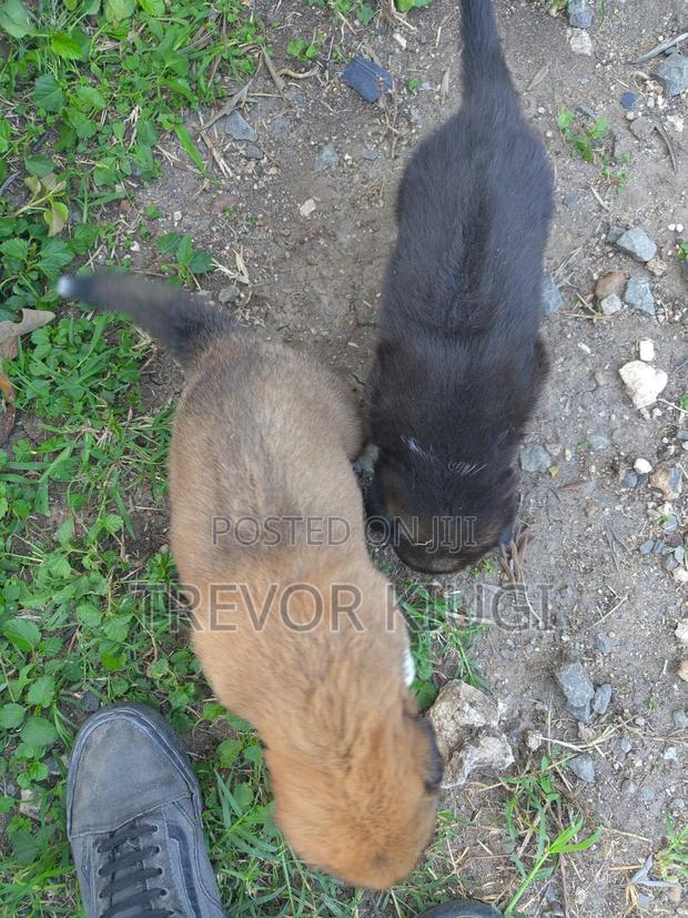 0-1 month Male Mixed Breed German Shepherd - thumbnail 4