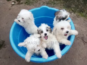 1-3 months Male Purebred Havanese