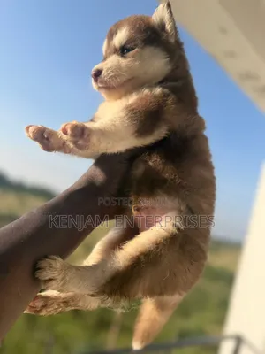 1-3 months Male Purebred Siberian Husky