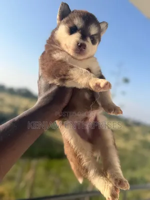 1-3 months Male Purebred Siberian Husky