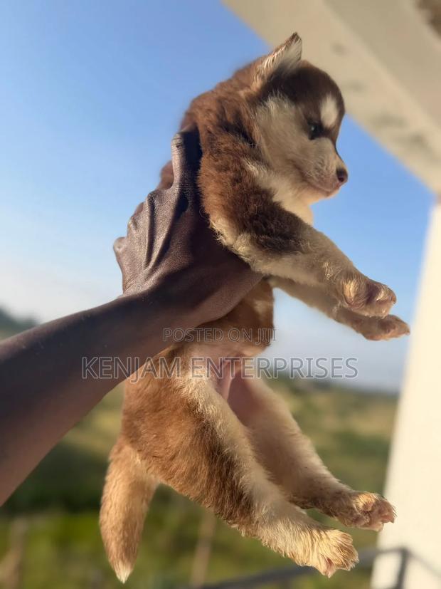 1-3 months Male Purebred Siberian Husky - main view