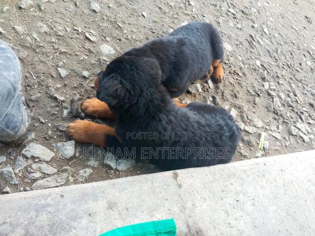 1-3 months Female Purebred Rottweiler