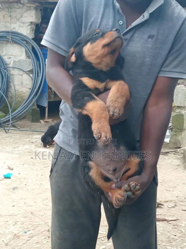 1-3 months Male Purebred Rottweiler