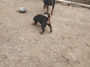 1-3 months Male Purebred Rottweiler