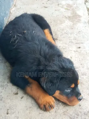 1-3 months Male Purebred Rottweiler