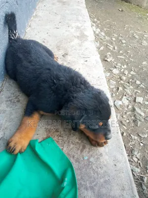 1-3 months Male Purebred Rottweiler