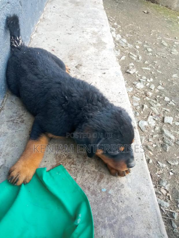 1-3 months Male Purebred Rottweiler - thumbnail 2