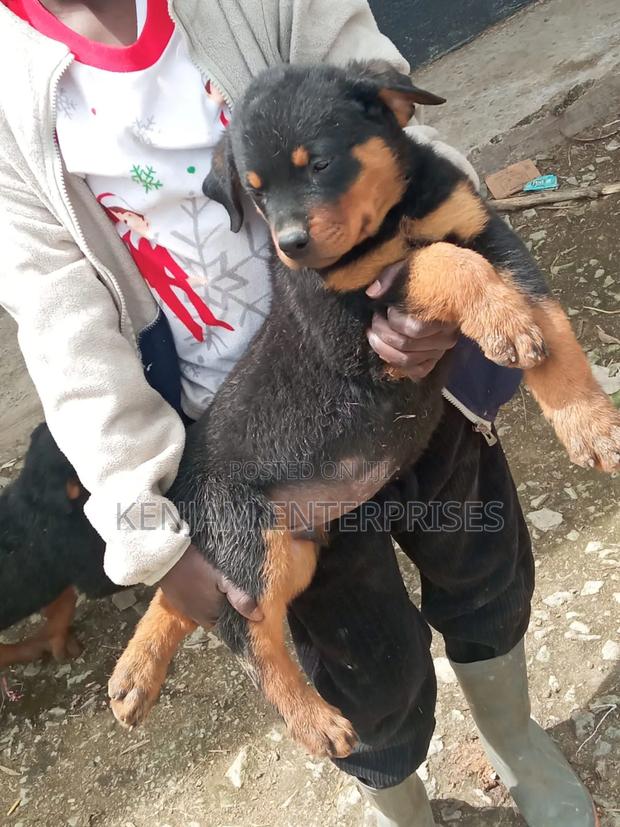 1-3 months Female Purebred Rottweiler - main view