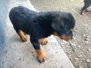1-3 months Female Purebred Rottweiler