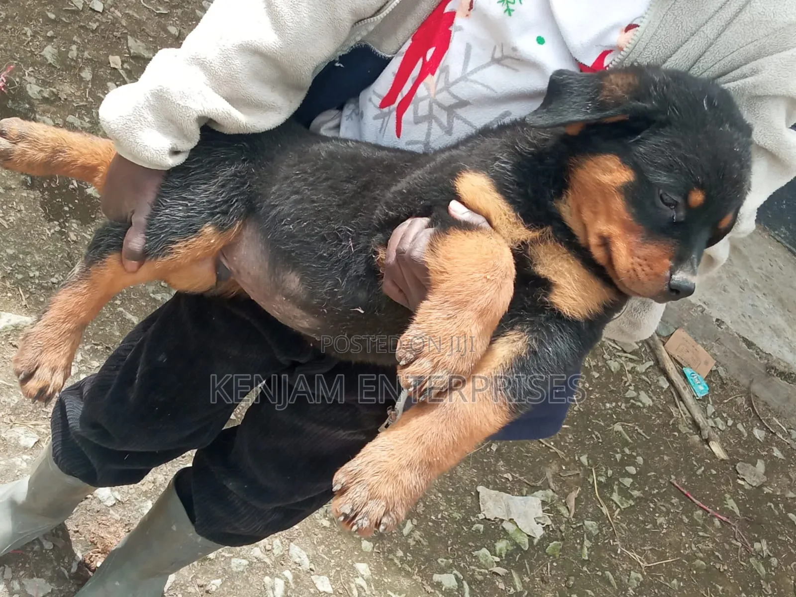 1-3 months Female Purebred Rottweiler