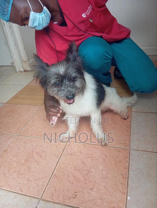 1-3 months Male Mixed Breed Papillon - main view