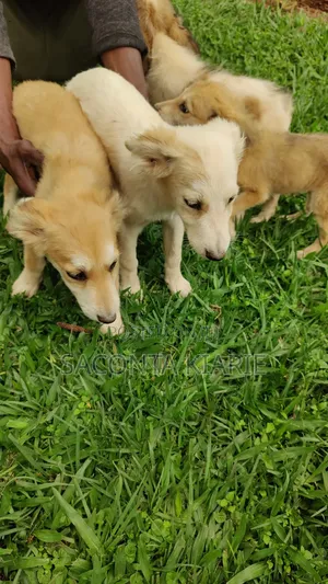 1-3 months Male Mixed Breed German Shepherd