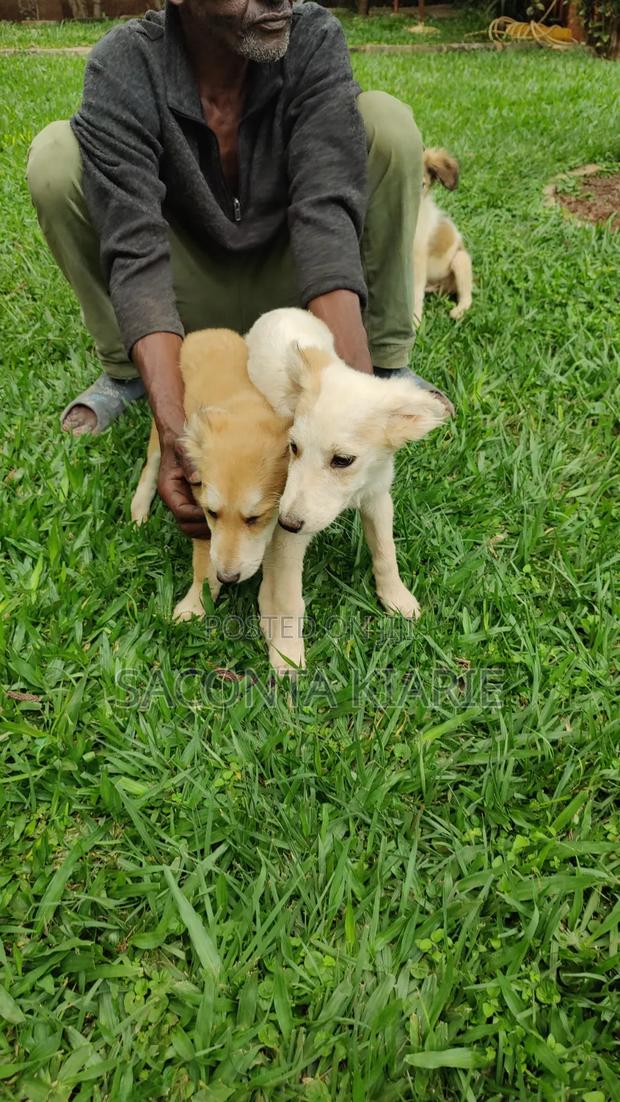 1-3 months Male Mixed Breed German Shepherd - thumbnail 2
