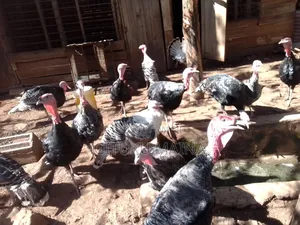Turkey Bird for Sale