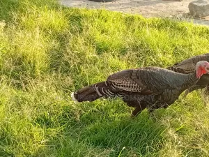 Turkey Birds
